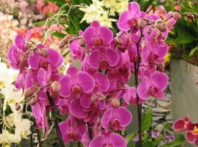Gėlės orchidėjos